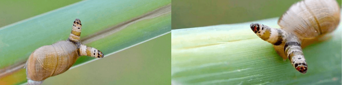 Leucochloridium infectando a un caracol